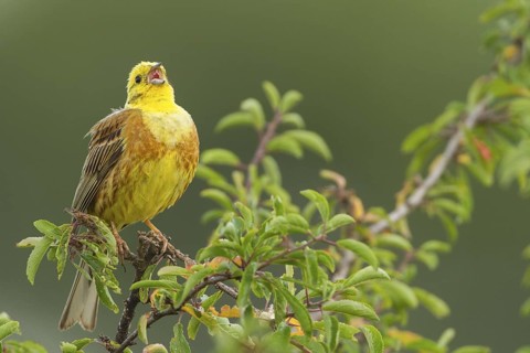 Yellowhammer (Emberiza citrinella) male singing, Rhineland-Palatinate, Germany