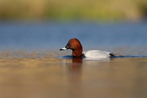 Common Pochard (Aythya ferina) male, Utrecht, Netherlands