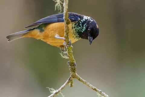 Spangled-cheeked Tanager (Tangara dowii) perched on a branch in Costa Rica