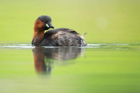 Little Grebe (Tachybaptus ruficollis), Hesse, Germany