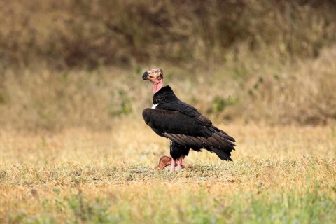 Red-headed Vulture (Sarcogyps calvus), Preah Vihear, Cambodia