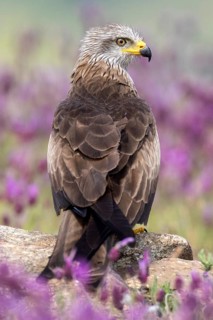 Black Kite (Milvus migrans) amongst flowers, Madrid, Spain