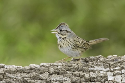 Lincoln's Sparrow (Melospiza lincolnii), Texas, USA