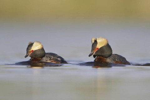 Horned Grebe (Podiceps auritus), Saskatchewan, Canada