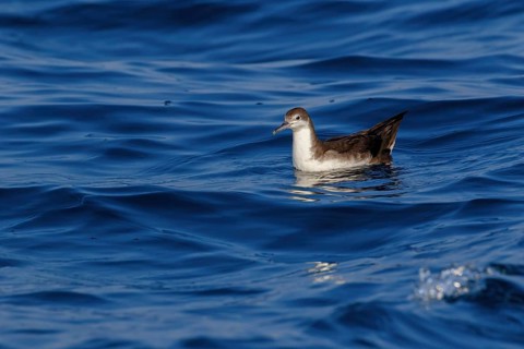 Arabian Shearwater, Persian Shearwater, (Puffinus persicus), family of shearwaters, Off Mirbat,