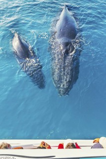 People on boat watching Humpback whale (Megaptera novaeangliae), Hervey Bay, Queensland, Australia