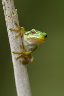 European tree frog (Hyla arborea), Zandvort, Netherlands