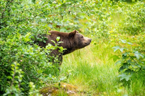 Eurasian brown bear (Ursus arctos arctos) standing between bushes, Bavarian Forest, Bavaria,