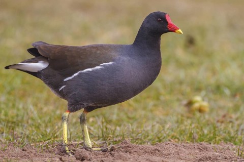Common Moorhen (Gallinula chloropus) foraging, North Rhine-Westphalia, Germany