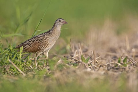 Corn Crake (Crex crex), Saxony-Anhalt, Germany