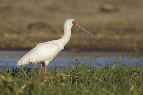 African Spoonbill (Platalea alba) foraging, Chobe, Botswana