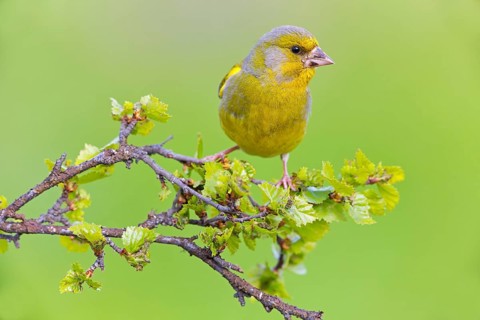 Greenfinch, (Carduelis chloris), Chloris chloris, animals, birds, subfamily of goldfinches and
