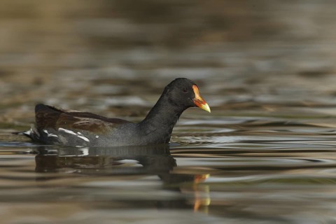 Common Gallinule (Gallinula galeata), California, USA