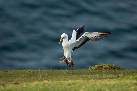 Masked Booby (Sula dactylatra tasmani) approaching, Norfolk Island