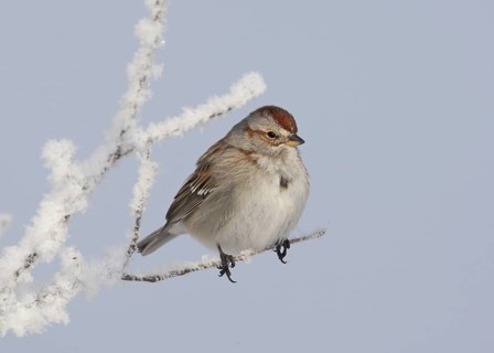 American Tree Sparrow (Spizelloides arborea), Ohio, USA