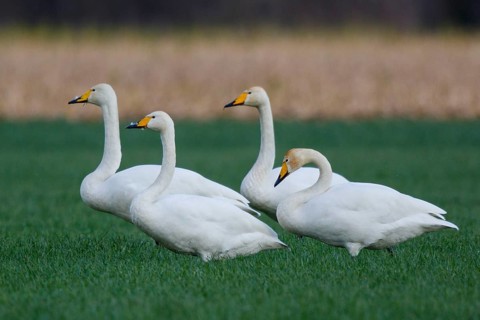 Whooper Swan (Cygnus cygnus) group, North Rhine-Westphalia, Germany