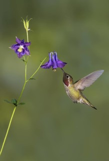 Anna's Hummingbird Male (Calypte anna) - Victoria BC, Canada