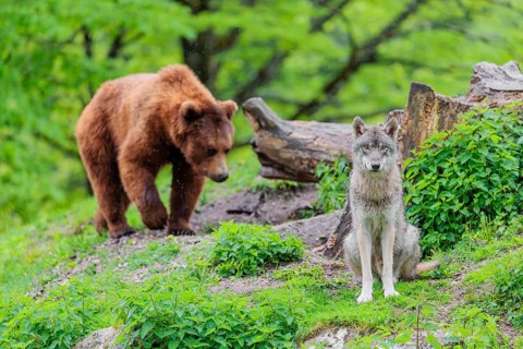 Situation awareness is crucial! A Eurasian gray wolf (Canis lupus lupus) is surprised by a European