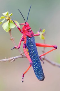 Grasshopper, insect, (Phymateus morbillosus), Africa, South Africa, family of cone-headed