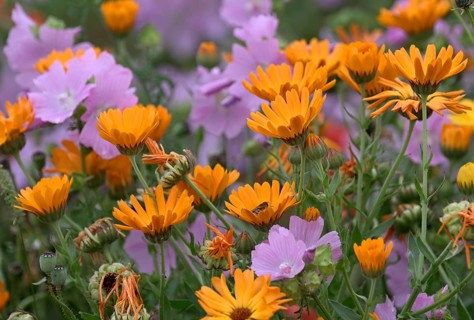 Species-rich, colourful flowering meadow with marigold (Calendula officinalis), Lower Rhine, North