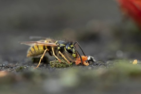 Common wasp (Vespula vulgaris) adult insect feeding on fallen fruit in a garden in summer, England,