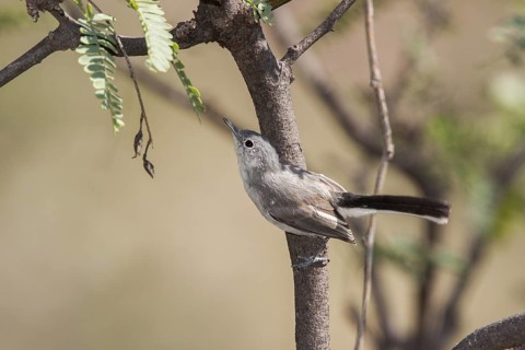 Black-capped Gnatcatcher Polioptila nigriceps Montosa Canyon, Santa Rita Mountains, Arizona, USA 2