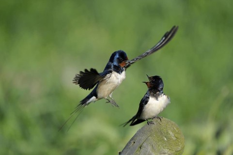 Rauchschwalbe (Hirundo rustica), Swallow, Paar, Weibchen auf Sitzwarte, Maennchen fliegt zur Kopula