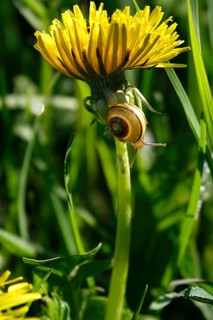 Dandelion flower with small snail, spring, Germany