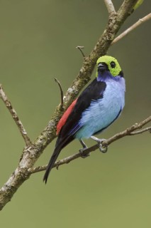 Paradise Tanager (Tangara chilensis), Ecuador