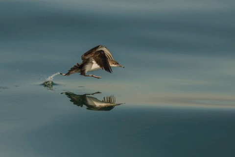 Yelkouan Shearwater (Puffinus yelkouan) flying, Tuscany, Italy