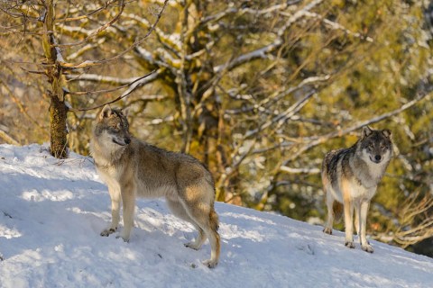 Two grey wolves (Canis lupus lupus) stand on a snow-covered hill near a dead tree on a cold, sunny