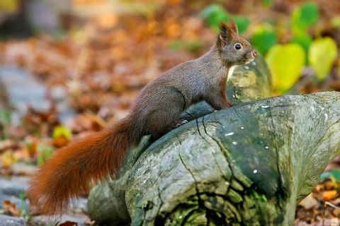 Eichhörnchen (Sciurus vulgaris) klettert auf Baumstamm, Berlin, Deutschland