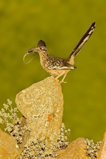 Greater Roadrunner Geococcyx californianus Amado, Santa Cruz County, Arizona, United States 20 May