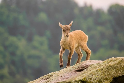 A young ibex (Capra ibex) stands on a rock
