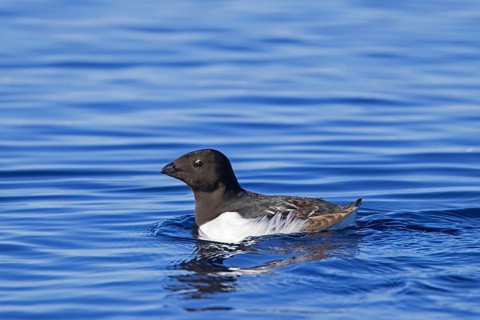 Little auk, dovekie (Alle alle) swimming in the Arctic Ocean, Svalbard, Spitsbergen, Norway