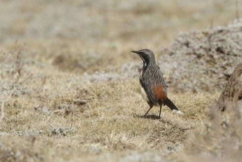 Drakensberg Rockjumper (Chaetops aurantius), Natal, South Africa