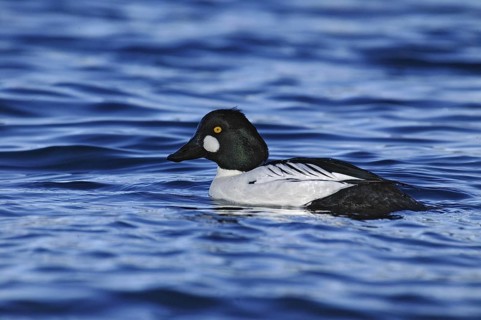 Common Goldeneye (Bucephala clangula) male, British Columbia, Canada