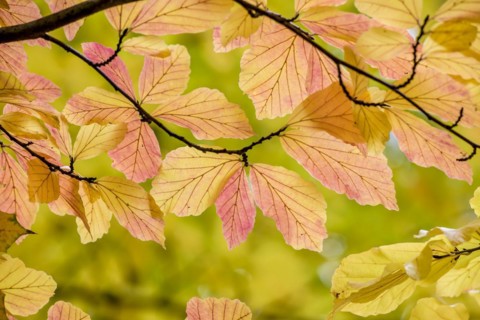 Persian ironwood (Parrotia persica), Treptower Park, Berlin, Berlin, Germany
