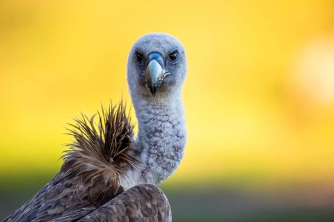 Griffon Vulture (Gyps fulvus), Andalusia, Spain