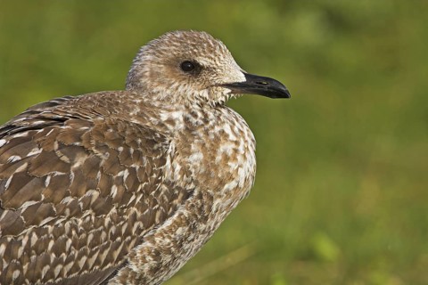 Lesser Black-backed Gull (Larus fuscus), Schleswig-Holstein, Germany