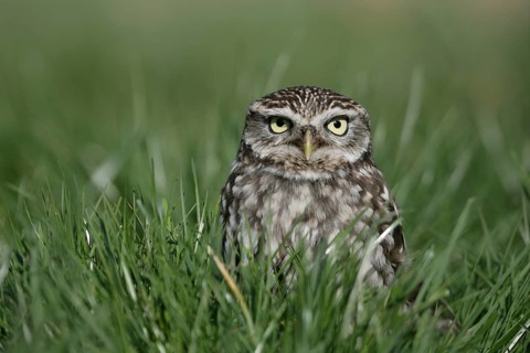 Little owl (Athene noctua) adult bird in grassland, England, United Kingdom