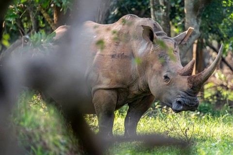 Southern white rhinoceros (Ceratotherium simum simum), Ziwa Rhino Sanctuary, Uganda