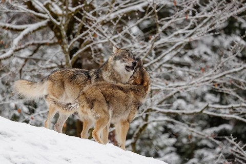 A young grey wolf (Canis lupus lupus) plays with its father on the sloping, snow-covered meadow on