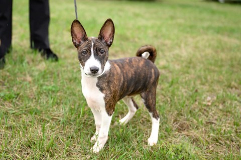 A adorable Basenji puppy enjoy a walk with his owner in a lush, green field. The playful puppy