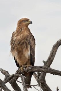 Tawny Eagle (Aquila rapax), Namibia