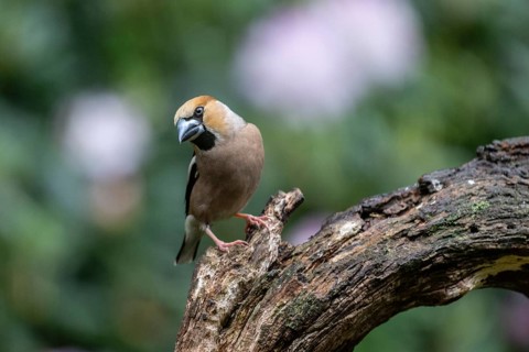 Hawfinch (Coccothraustes coccothrauste, Emsland, Lower Saxony, Germany