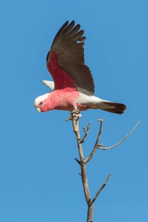 Galah (Eolophus roseicapilla kuhli) landing on a tree top, Queensland, Australia