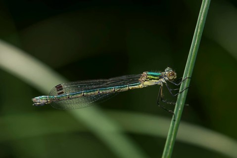 A female dragonfly, Emerald Spreadwing (Lestes dryas), on a blade of grass, Rüsselsheim am Main,