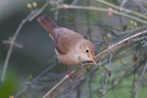 Eastern Olivaceous Warbler - Blassspoetter - Iduna pallida ssp. reiseri, Morocco