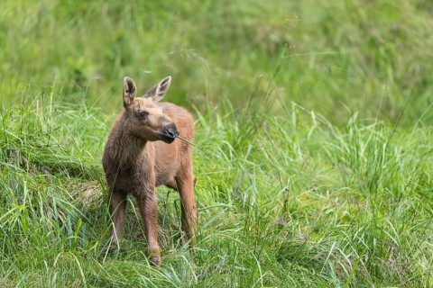 Moose (Alces alces) calf standing on a wet meadow. Green grass around